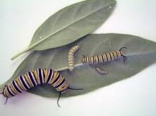 caterpillar3