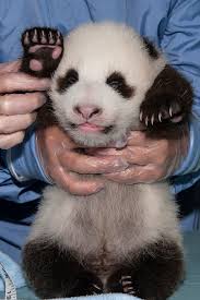 panda six paw